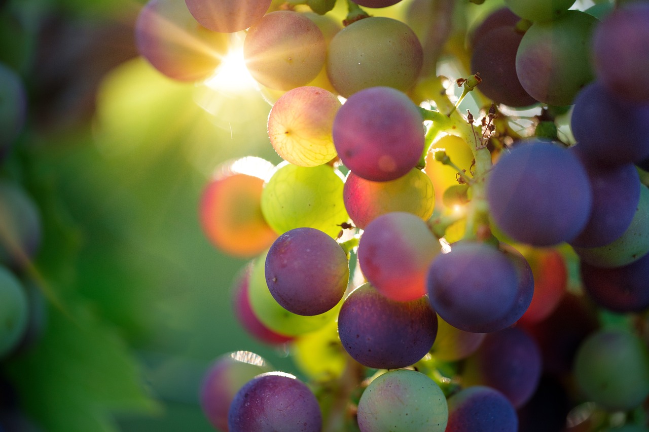 Projeto Vinci cria ferramentas de previsão para produção de vinho e mercados