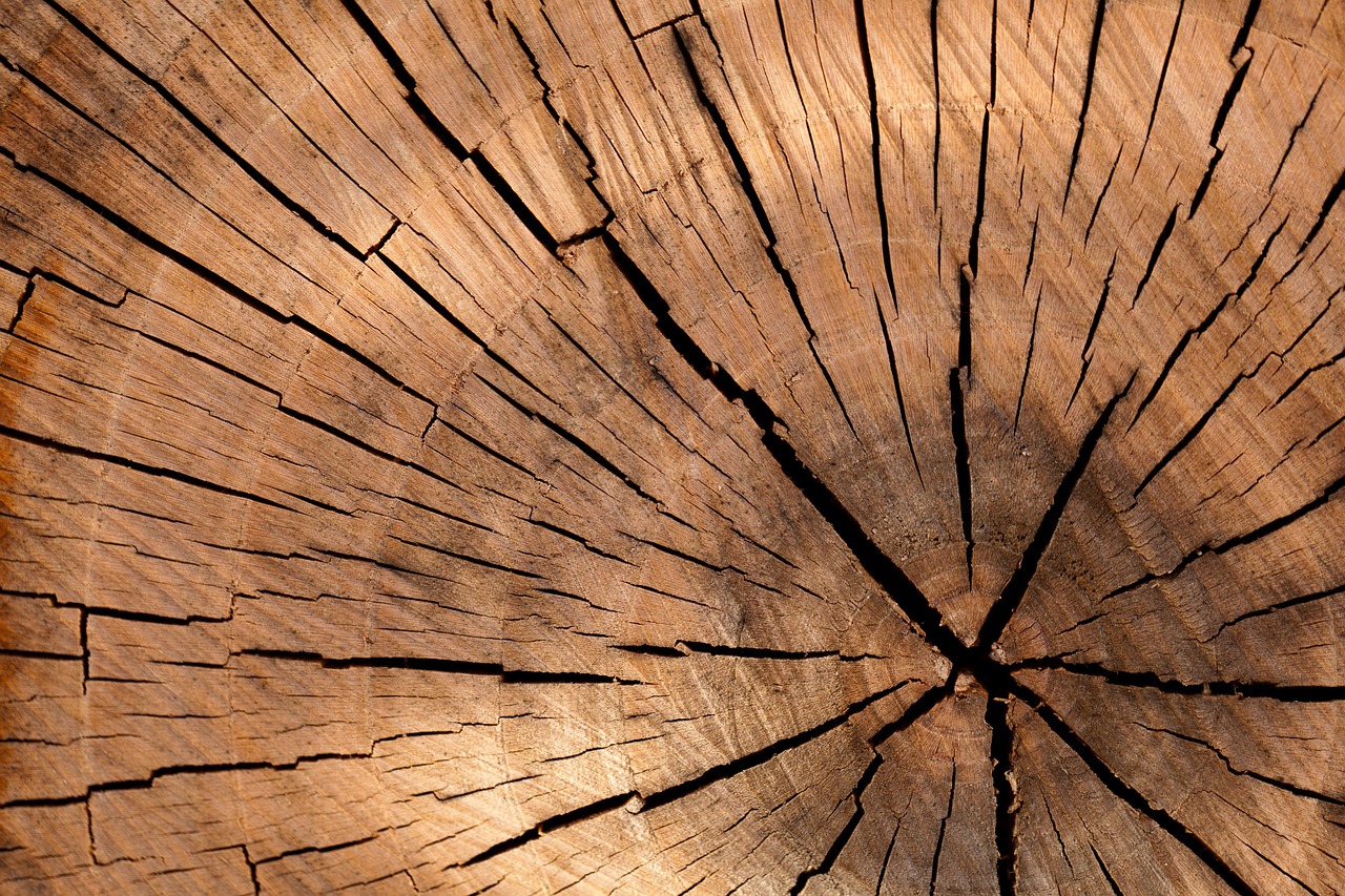 Empresa diz que cortes de árvores que fez na Serra da Lousã são legais