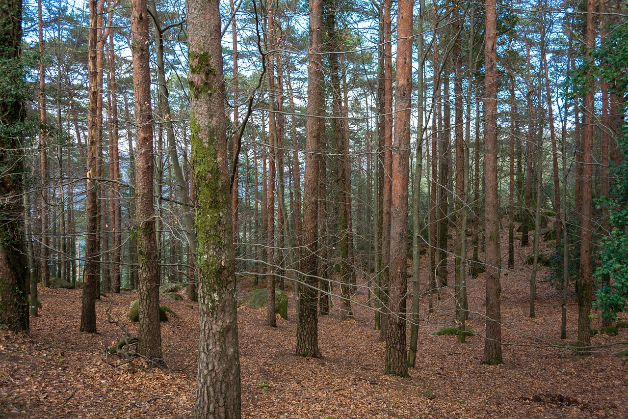  A importância do projeto florestal