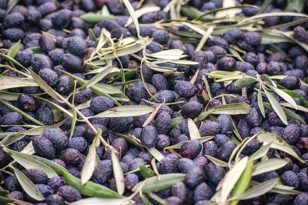 “O olival e o amendoal são condenados, mas são as únicas culturas com viabilidade”: as dificuldades dos agricultores em Beja