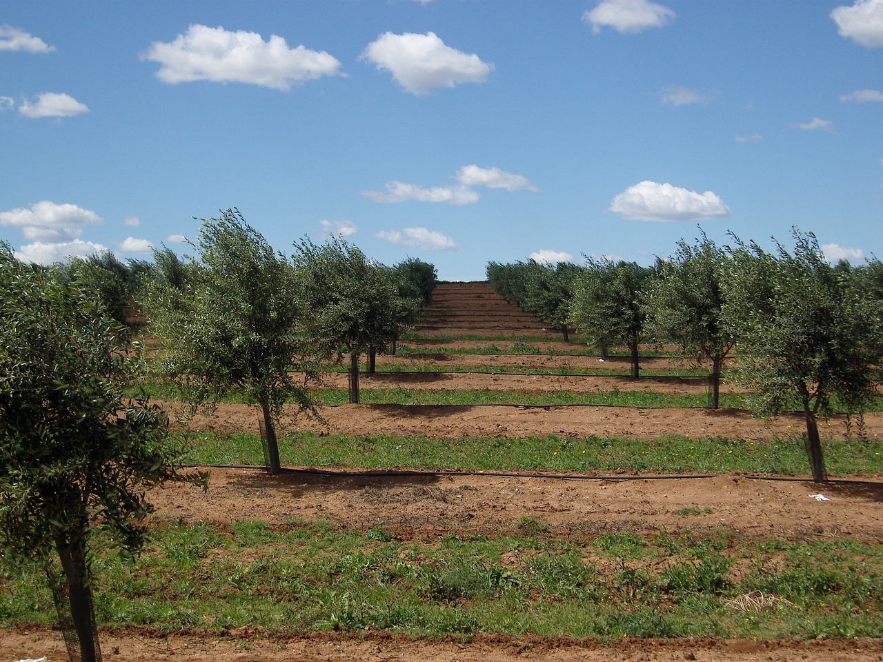 Seca implacável deixa olival de Portugal em risco. Sem água, não há azeite