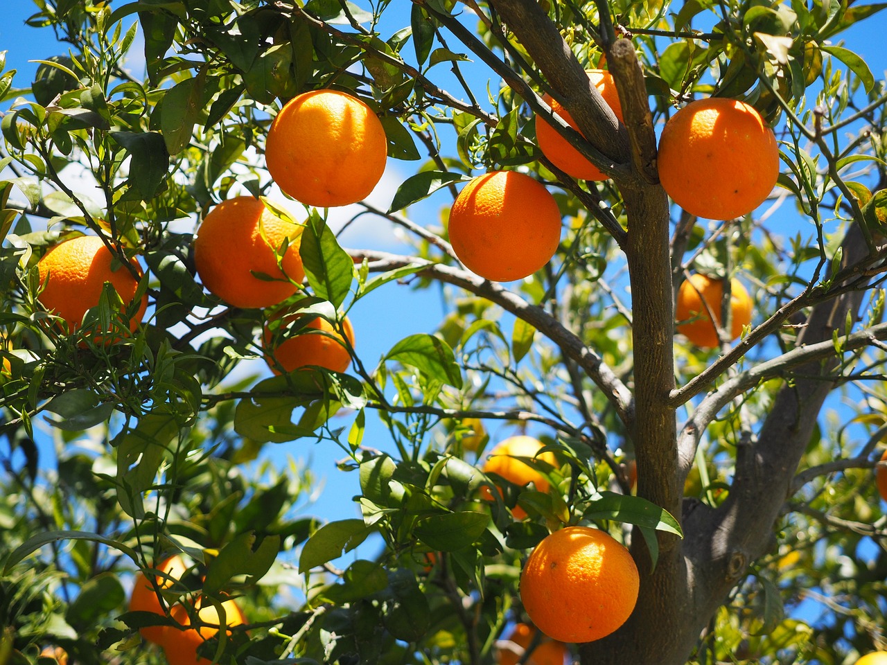 Produtores de citrinos no Algarve anteveem quebra de produção devido à seca