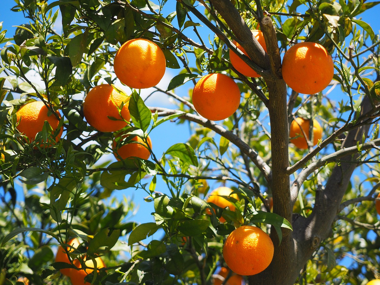 Seca e calor fora do tempo fizeram com que houvesse menos laranja nacional