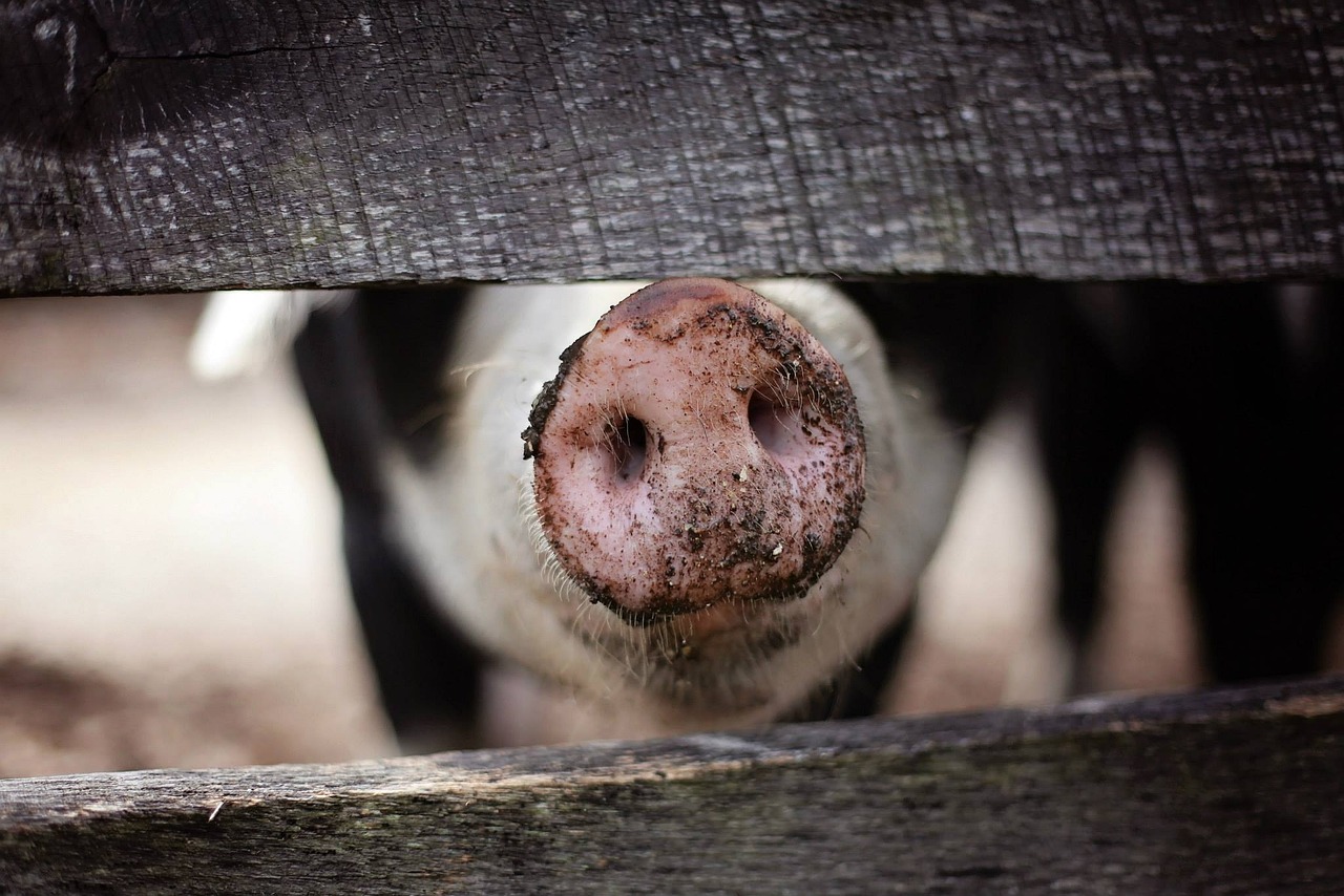 China luta novamente contra peste suína que matou milhões de porcos