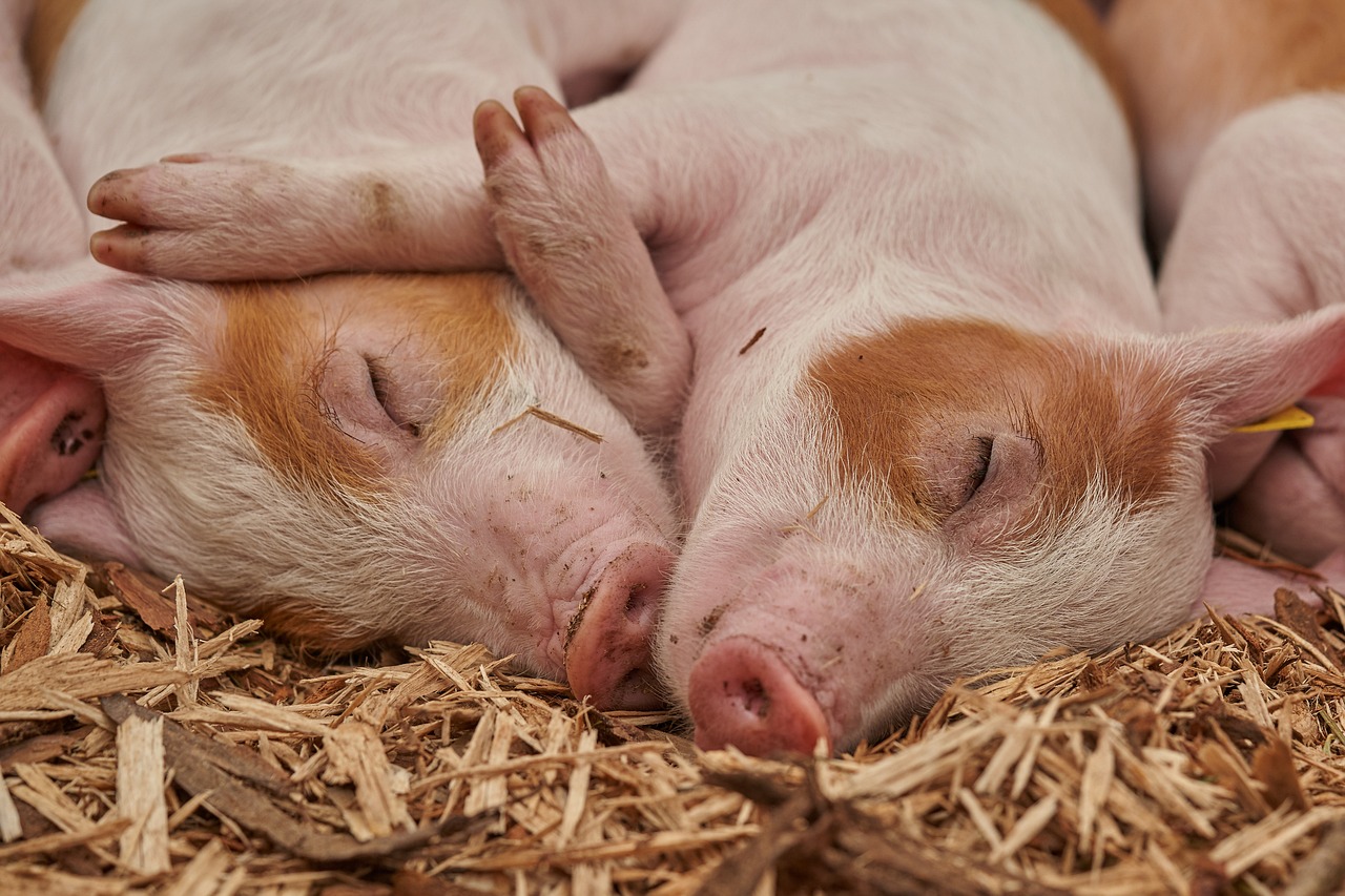 Portugal já pode exportar carne de porco fresca para Namíbia