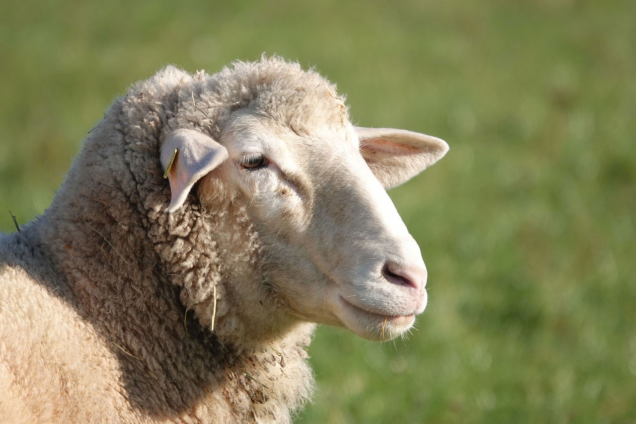 Quando as ovelhas substituem herbicidas e tratores e ajudam a vender vinho