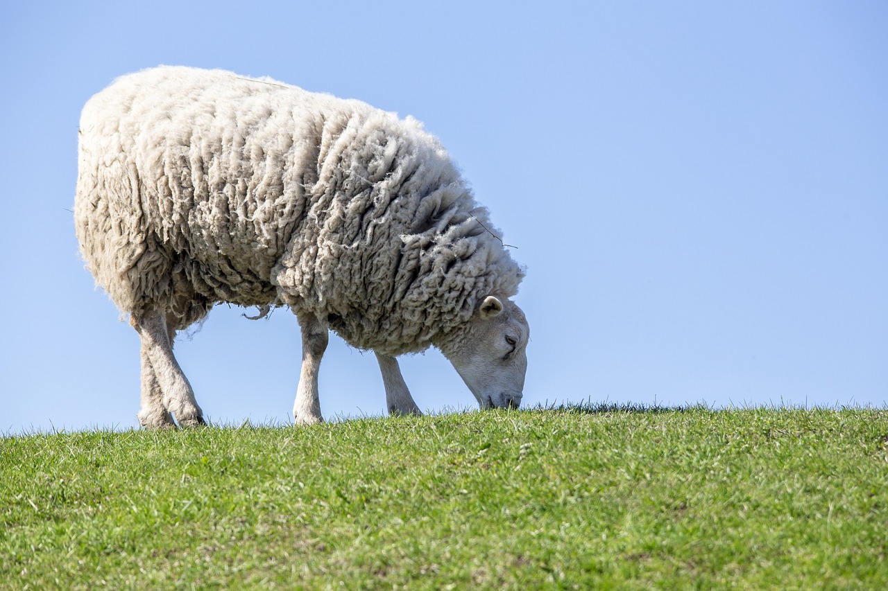 Produção de ovinos: preço estagnou, mas custos de produção aumentaram
