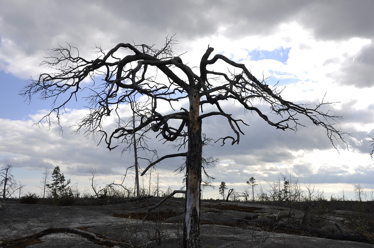 Há uma Fábrica de Pandemias por trás de cada floresta destruída