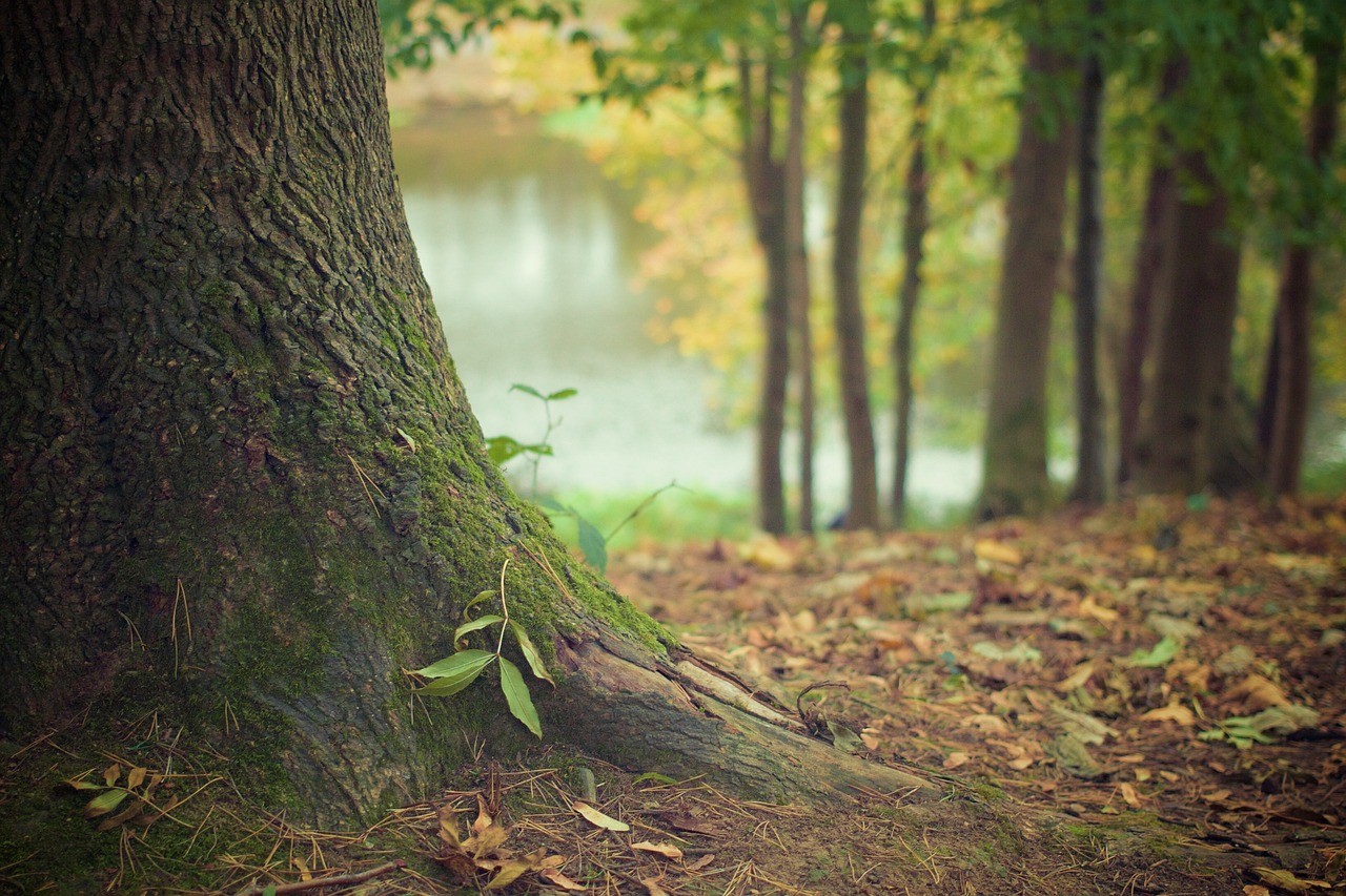 Gestão ativa origina floresta biodiversa