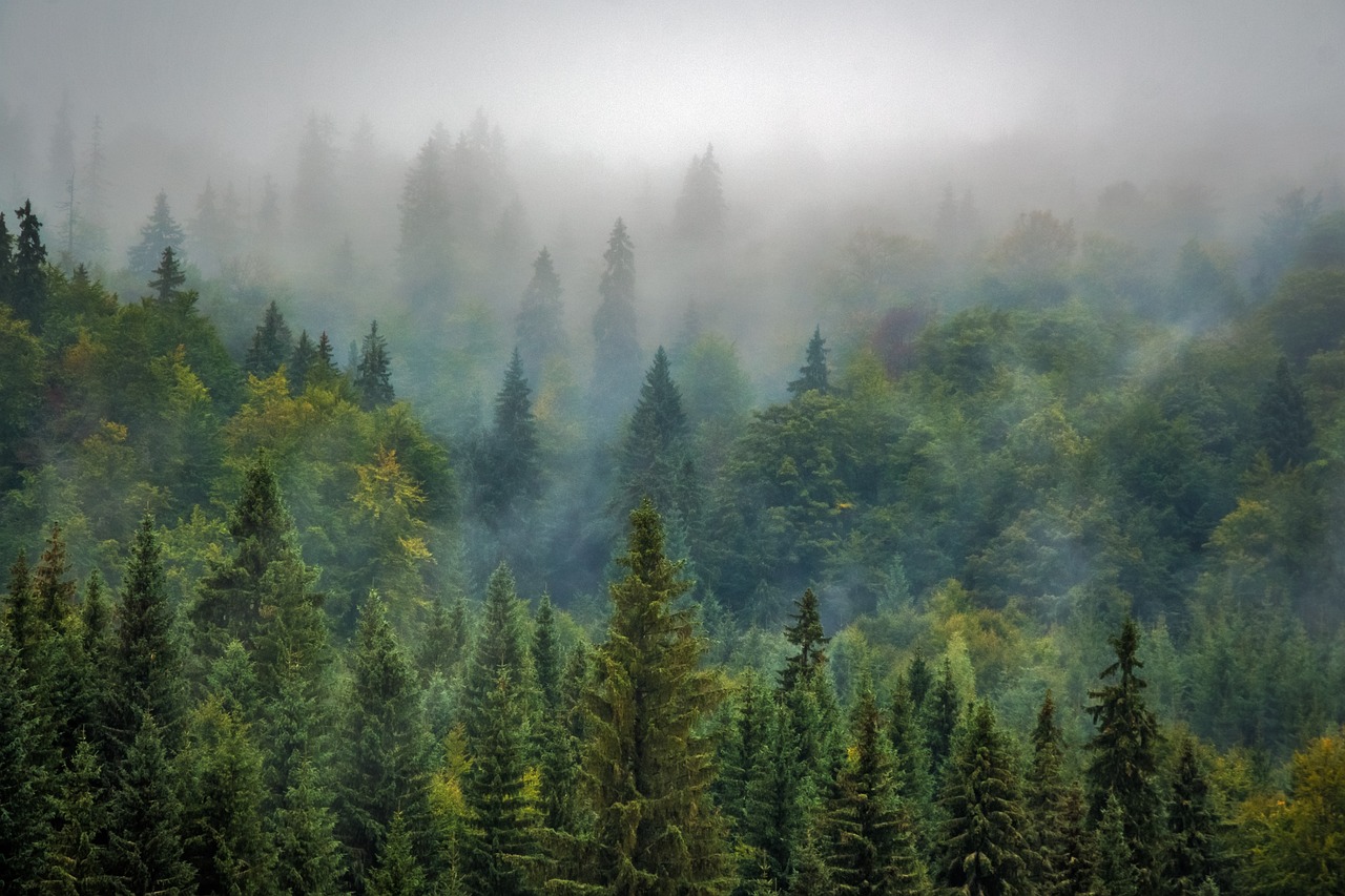 A sustentabilidade da matéria-prima florestal