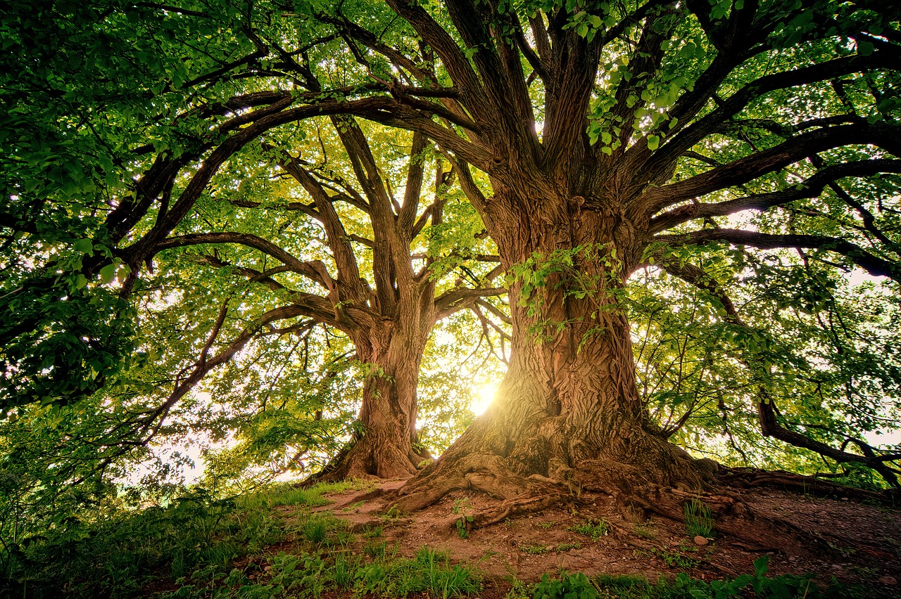 Plantar 3 mil milhões de árvores na UE até 2030: já registou as suas?