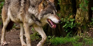 wolf