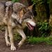 wolf