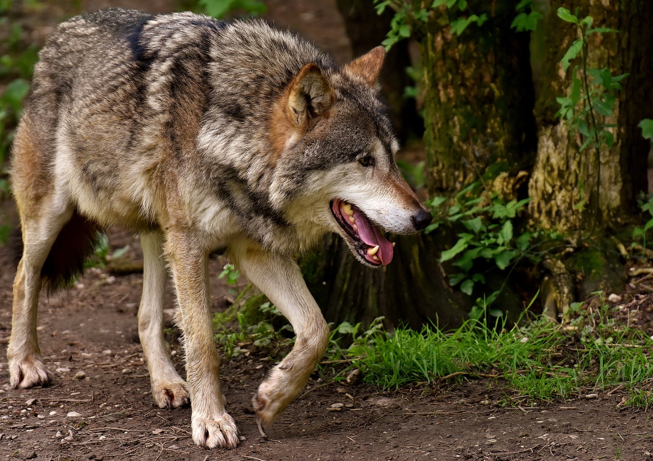 Dois lobos-ibéricos encontrados hoje mortos em Montalegre e em Arcos de Valdevez