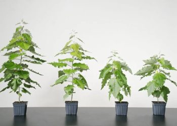 LIVING CARBON