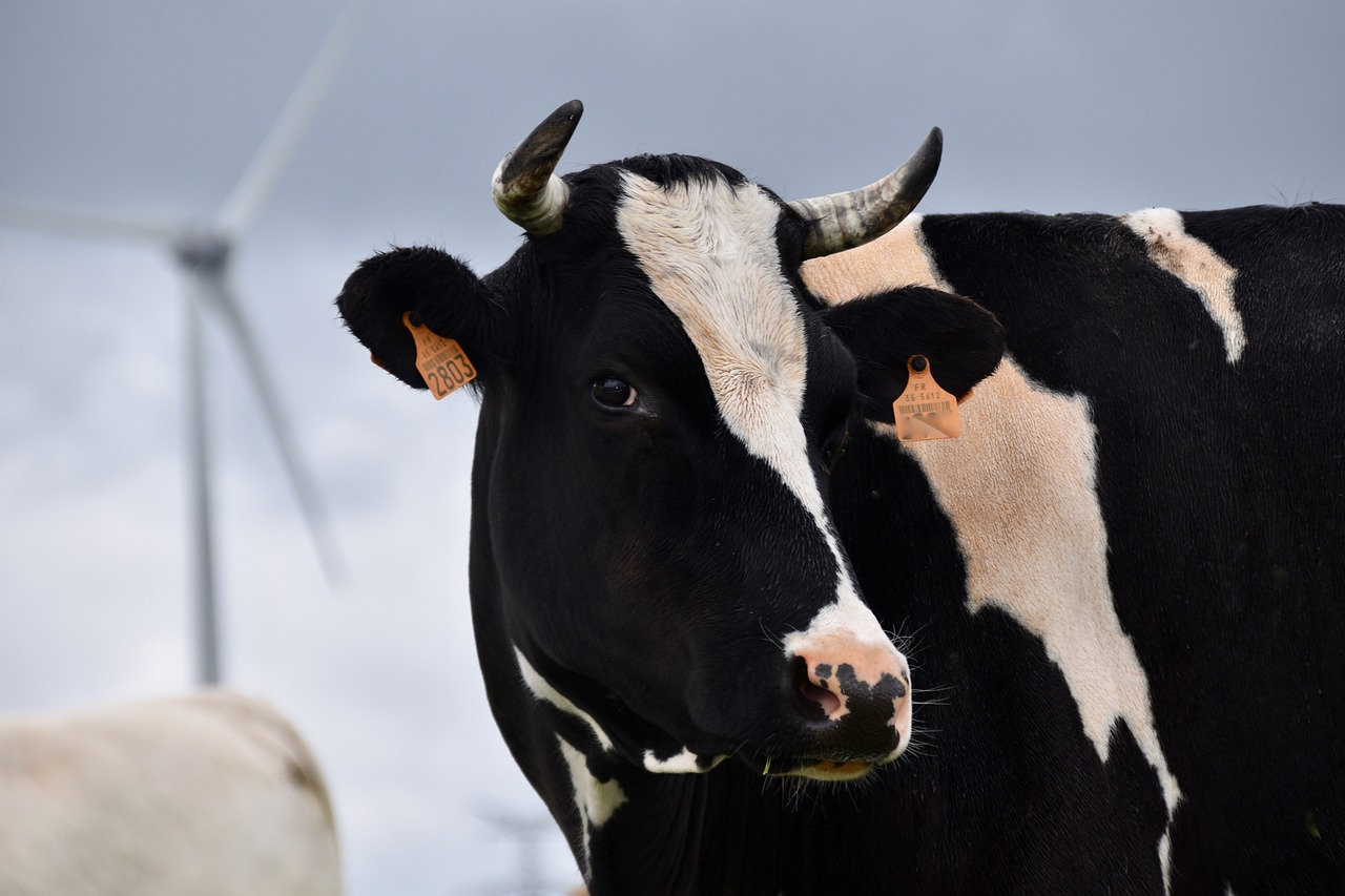 Agricultores não poupam nas críticas devido ao preço do leite: ＂Temos uma senhora à frente do nosso Ministério que não sabe o que é uma vaca＂