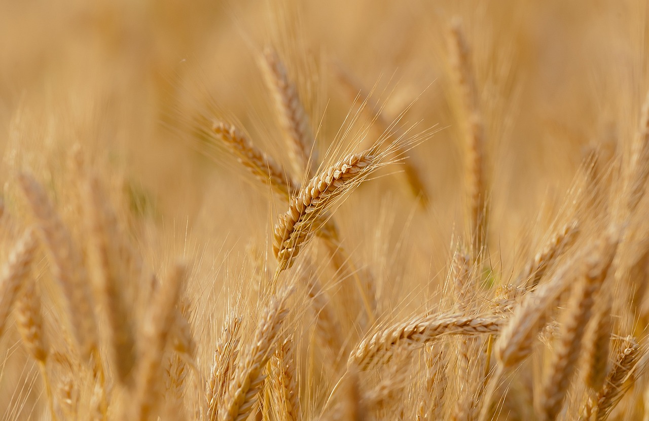 Produtores de cereais concordam com redução do IVA sobre alimentos