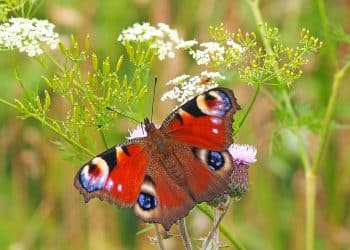 peacock butterfly