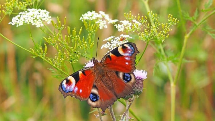 peacock butterfly