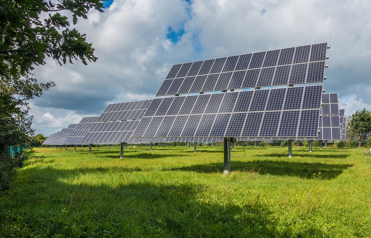 PAN critica abate de “1,5 milhões de árvores” para construção de central solar