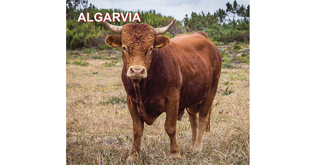 Algarve sem chuva. Criadores de gado desistem