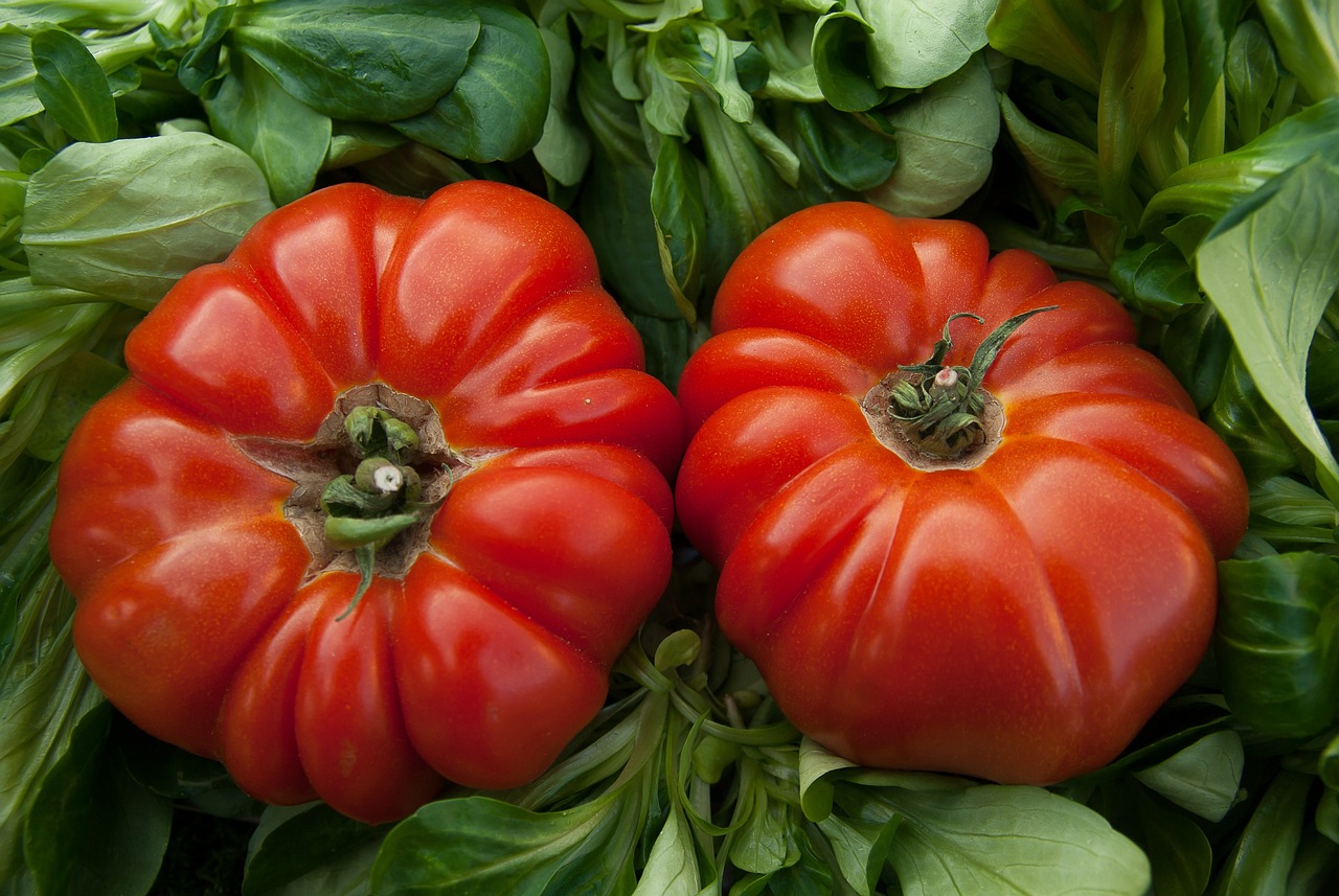 Lusosem comprometida com práticas sustentáveis para o tomate de indústria