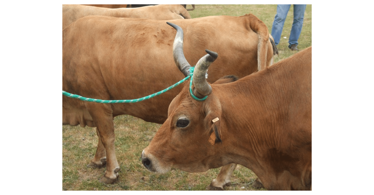 Com carne tenra e suculenta, os animais da raça cachena crescem livres em pastos de altitude