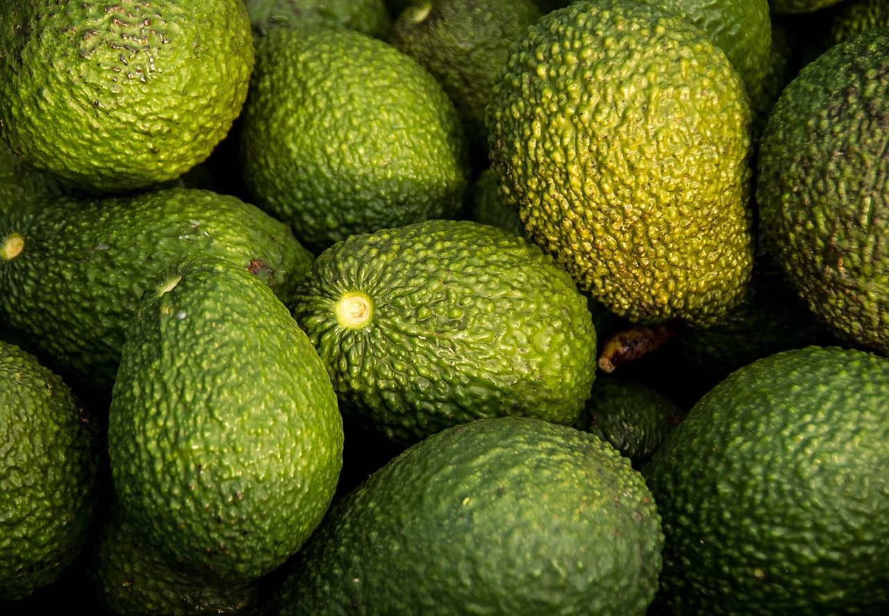 Produção de abacates, mirtilos, citrinos e hortícolas em Alcácer do Sal já ocupa 3000 hectares