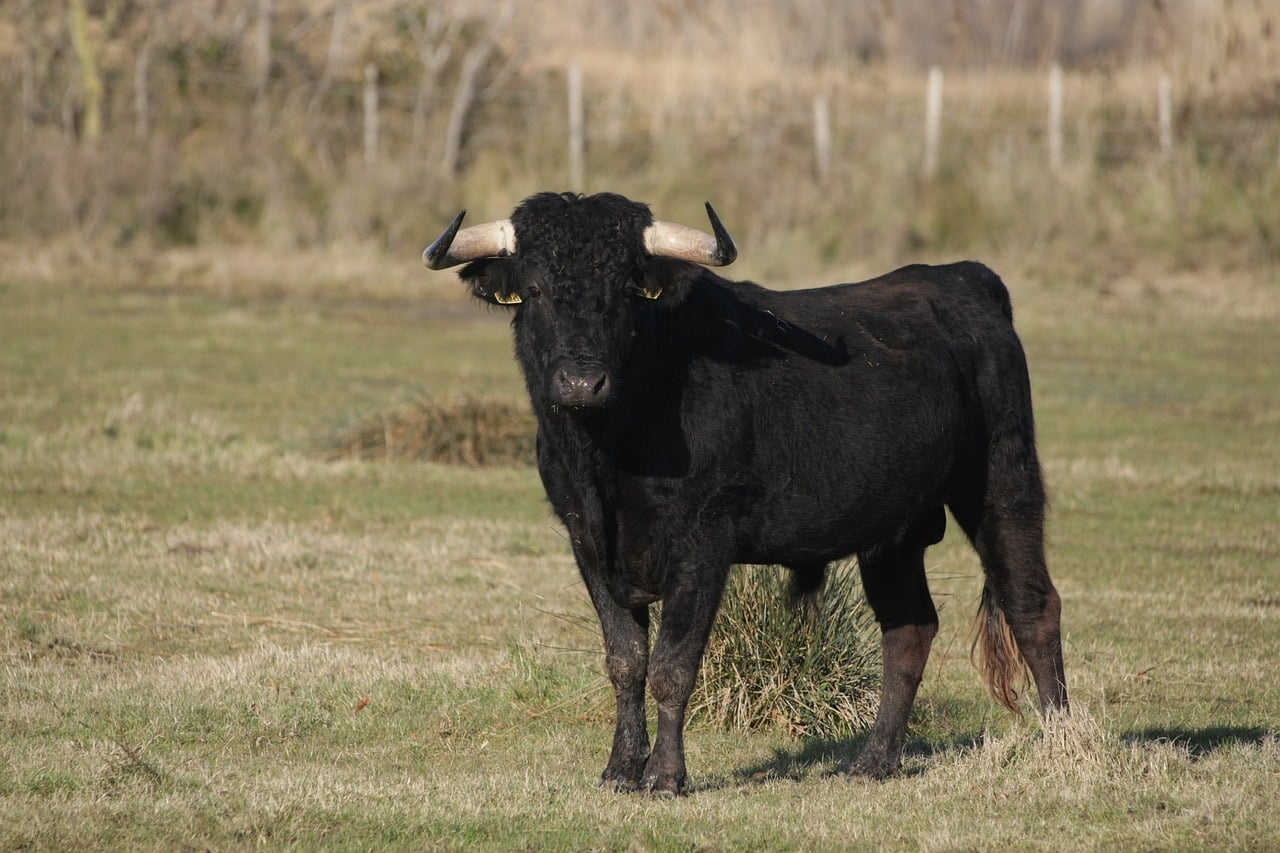 Os tauros já chegaram a Portugal para ajudar a recriar paisagens com 20.000 anos