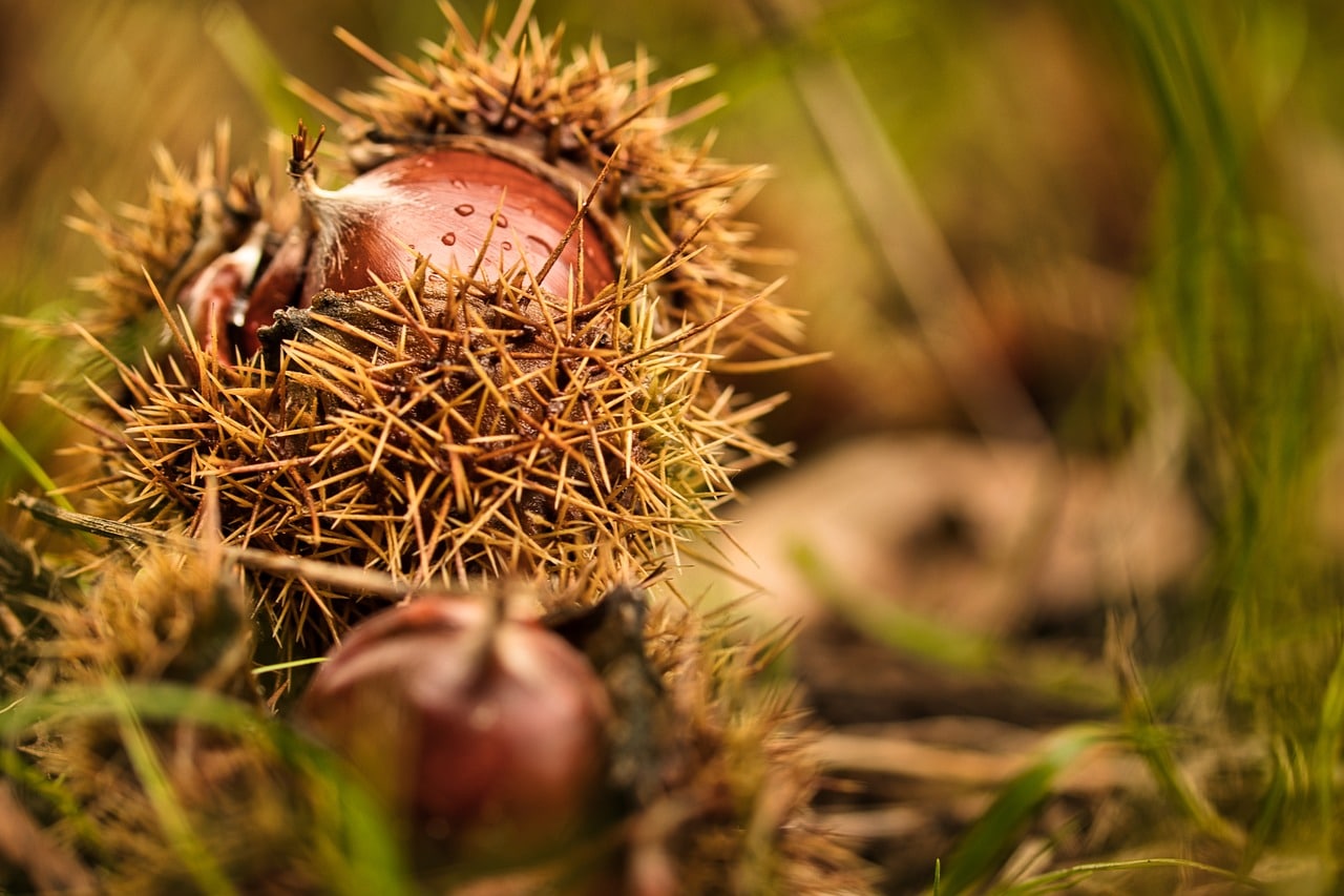 Vinhais pede medidas para ajudar produtores de castanha em ＂ano trágico＂