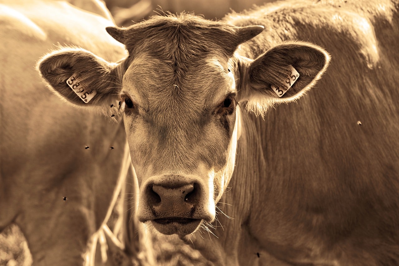 Há 160 casos de bovinos afetados por doença transmitida por inseto