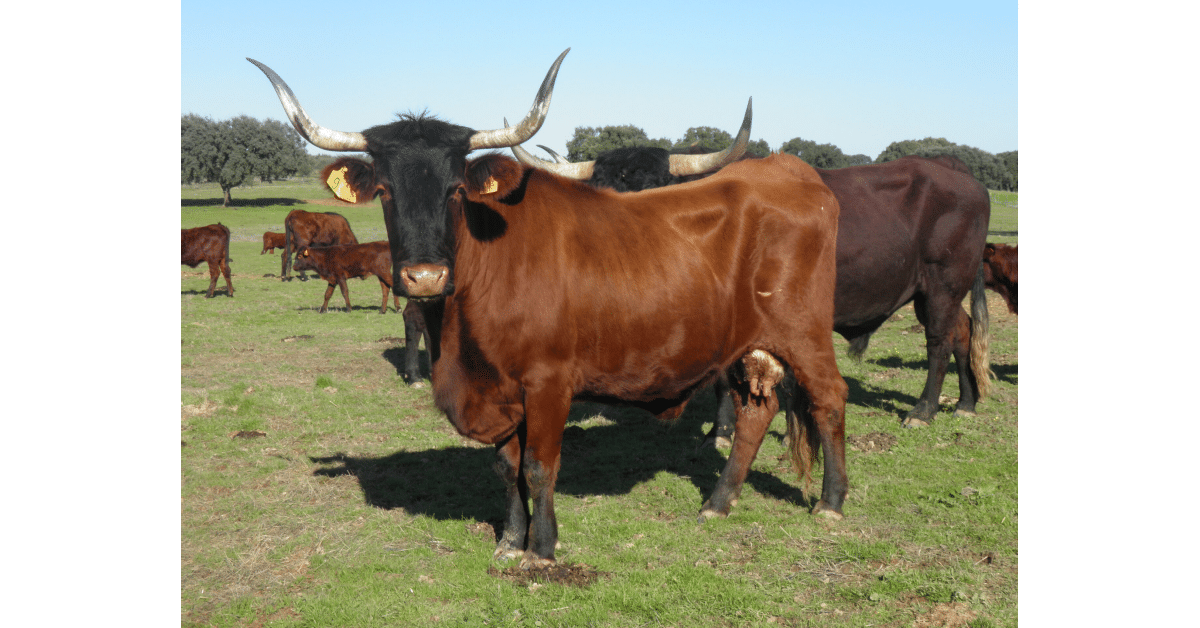 Projeto de comercialização de carne de vaca garvonesa representa novo ciclo para a raça