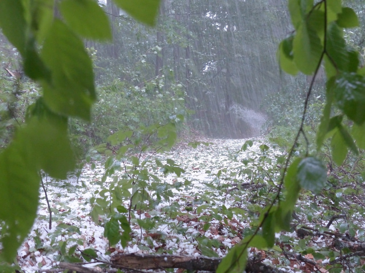 Granizo cai duas vezes numa semana e arrasa vinha e olival em Castedo em Alijó