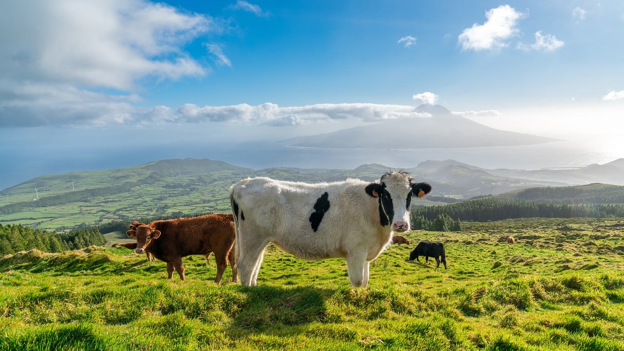 Apoio de 3,4 ME para redução voluntária de leite abrangeu 529 agricultores açorianos