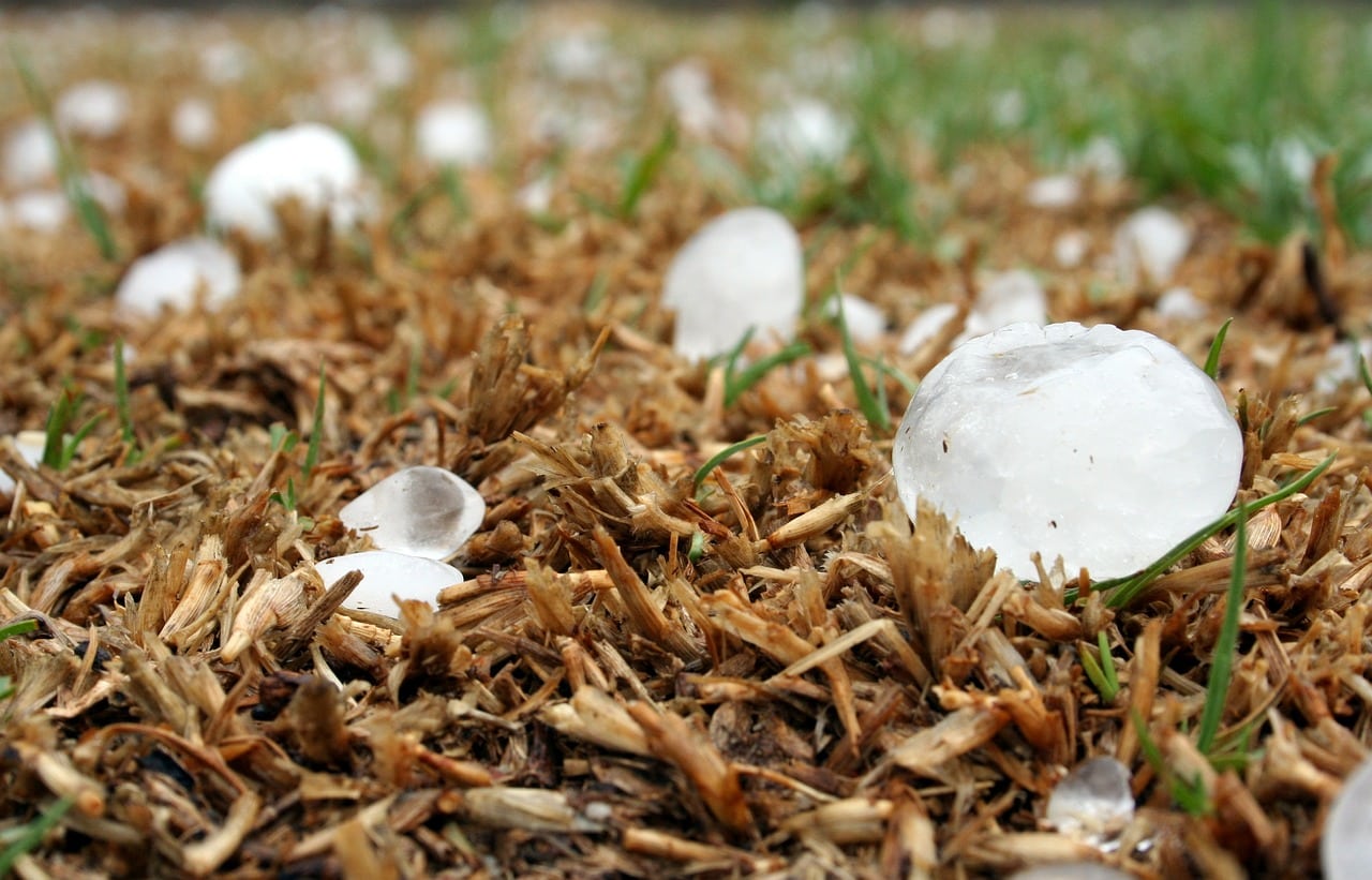 Mau tempo: Em Valpaços contabilizam-se os estragos do granizo que dizimou olival e vinha