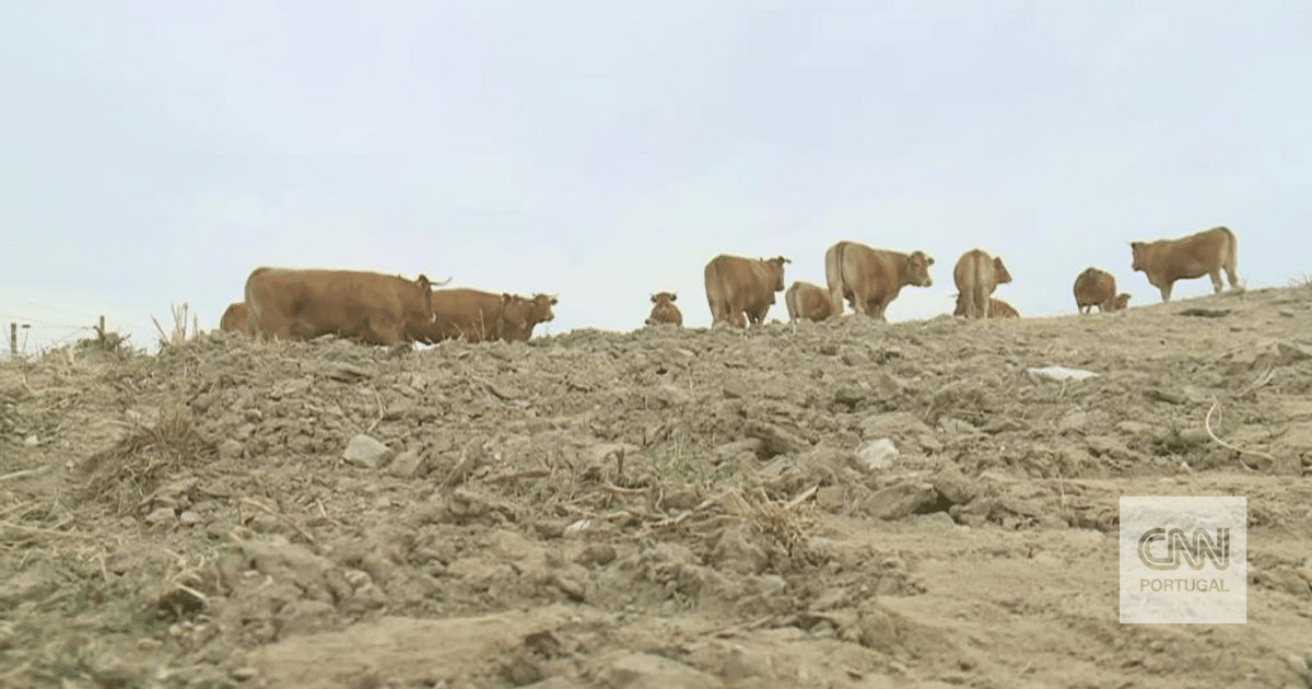 Seca no Alentejo: “Muita gente vai deixar os animais morrer à fome”