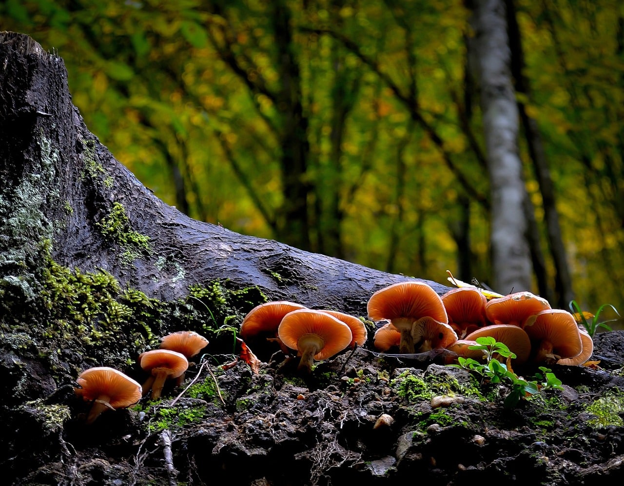 Formação: O papel dos fungos nos ecossistemas terrestres e marinhos e aplicações biotecnológicas