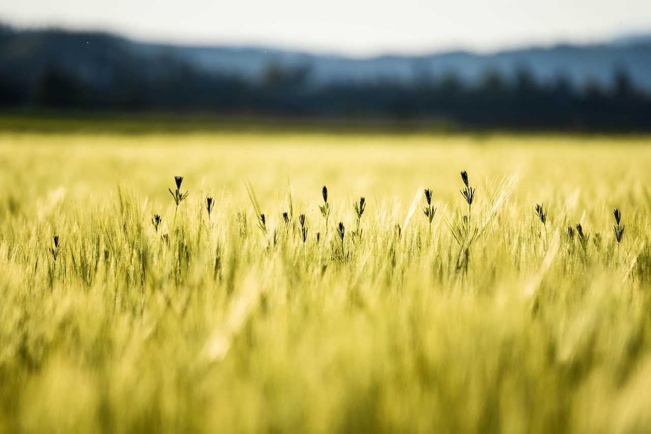 Dez anos a valorizar a inovação na agricultura