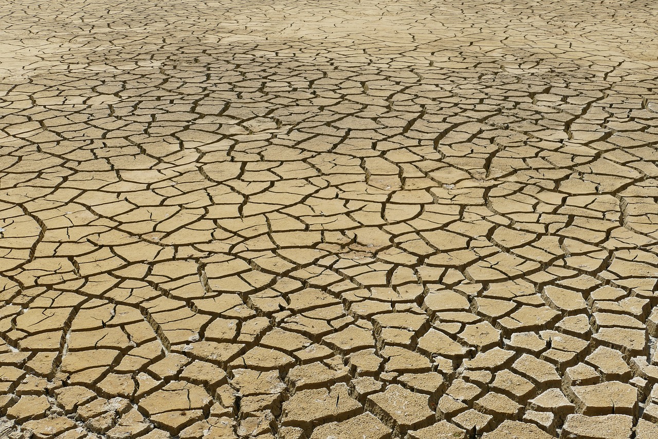 Seca: Falta de feno é o pesadelo do verão do Baixo Alentejo