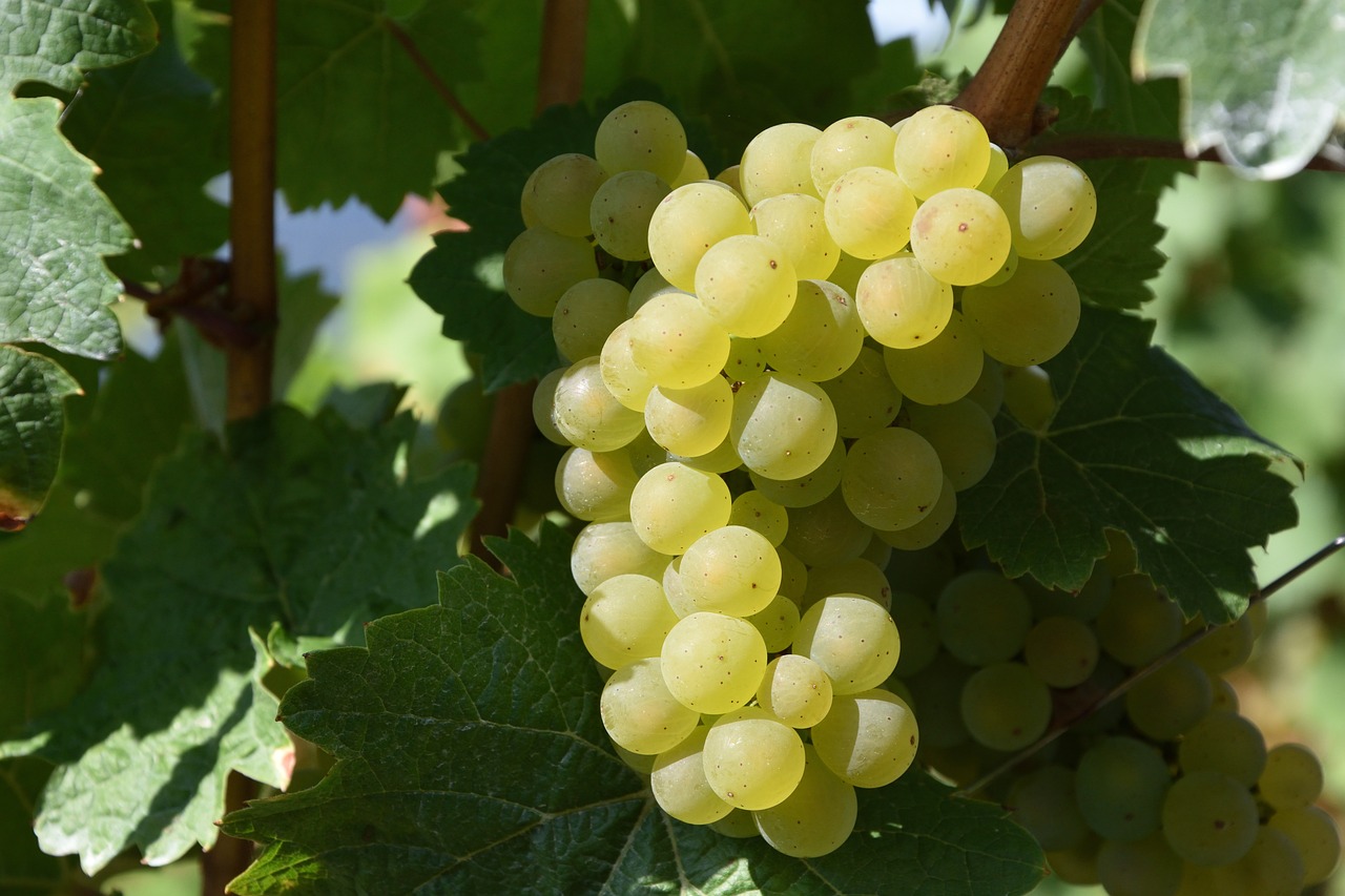 Viticultores europeus aquecem vinhas durante a noite para não perderem colheitas