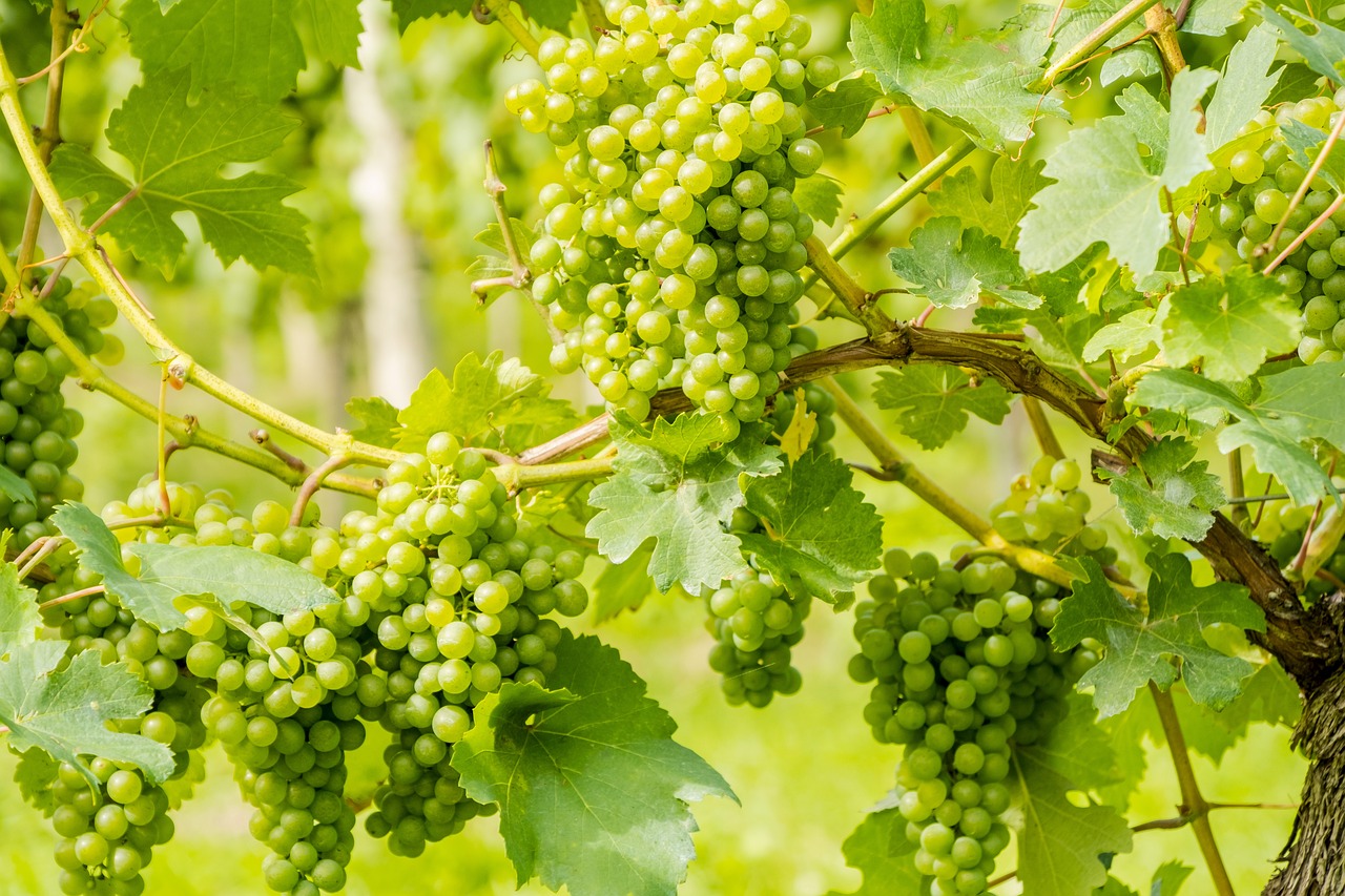 Calor apressa vindimas que vão render mais e melhor vinho