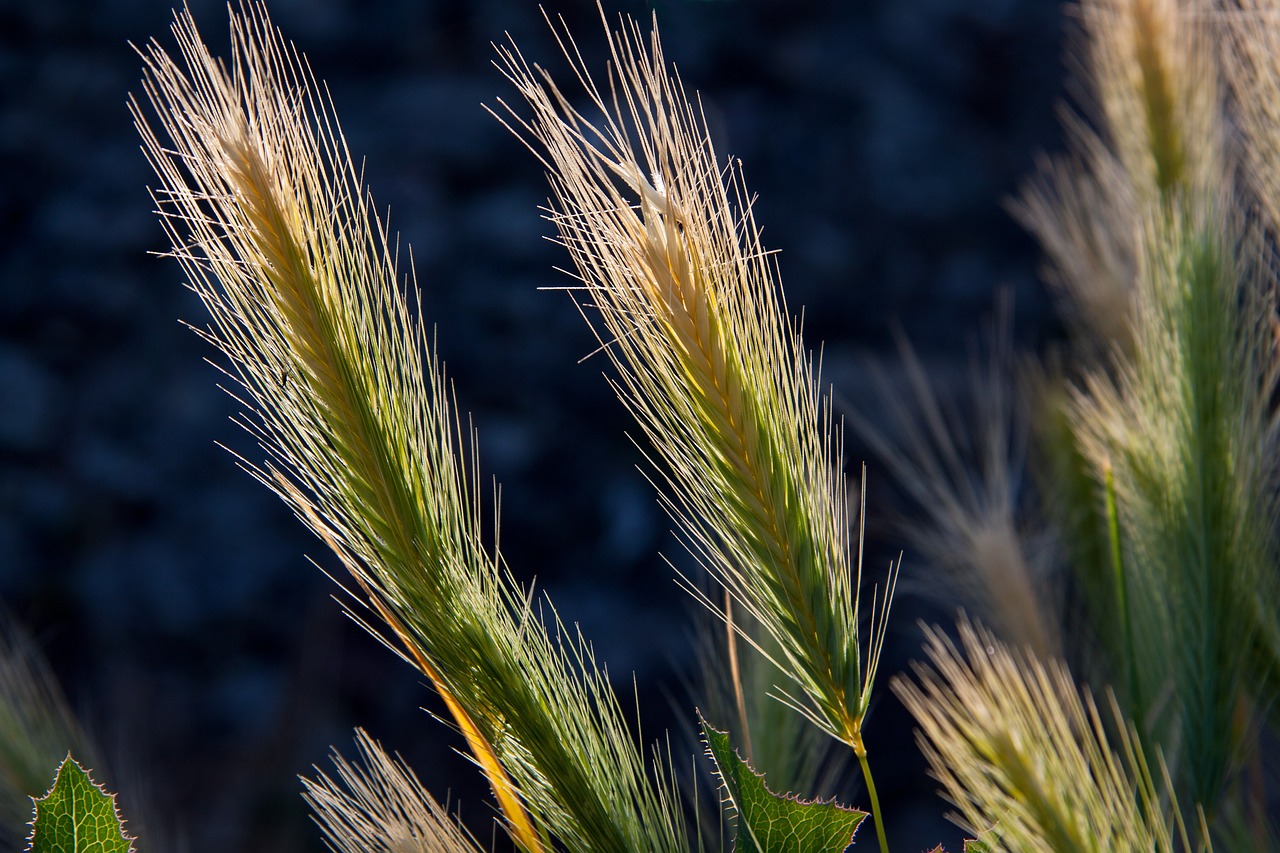 Subida de preços na produção agrícola na UE abranda para 2% em 2023 - Eurostat