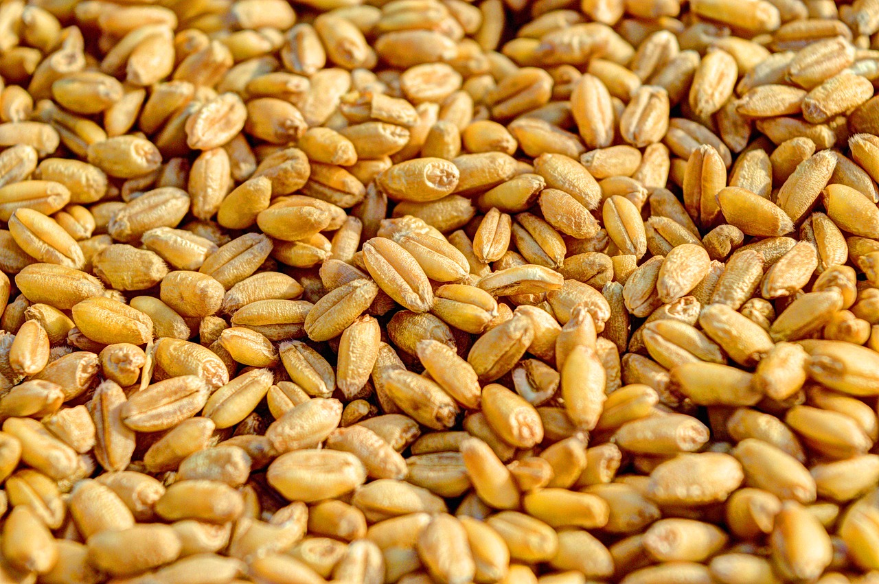 Produção de cereais deve aumentar em 2023-2024