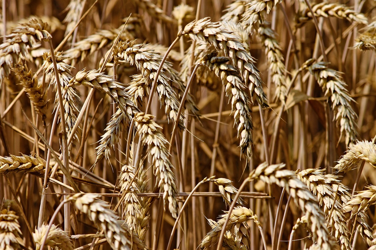 Suspensão do acordo do Mar Negro faz preço do trigo subir 4,5%