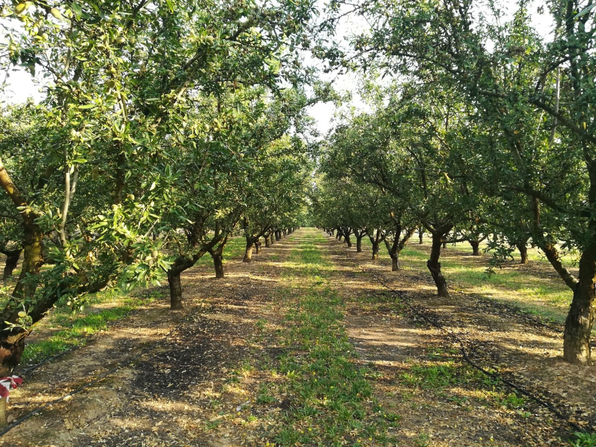 Produção de miolo de amêndoa deverá subir 20% para 20.000 toneladas - Portugal Nuts