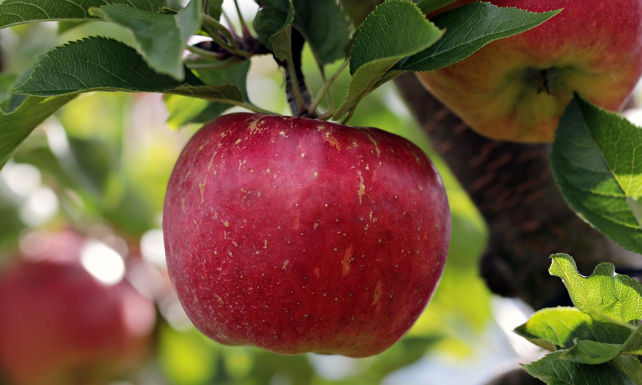Há menos maçãs e frutos mais pequenos em Alcobaça. Ano agrícola difícil impossibilita exportação