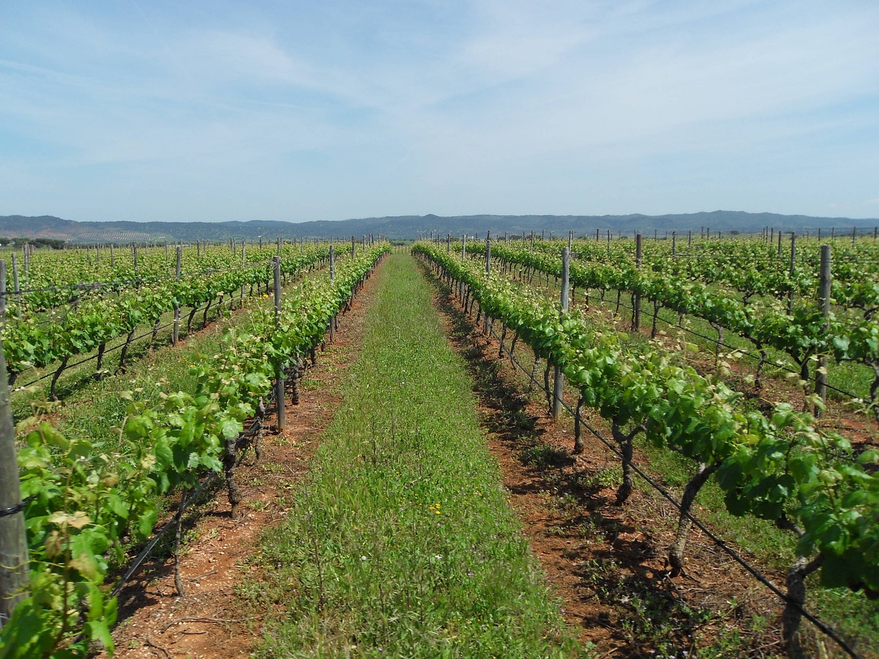 “Garrote” das cativações trava promoção dos vinhos do Douro