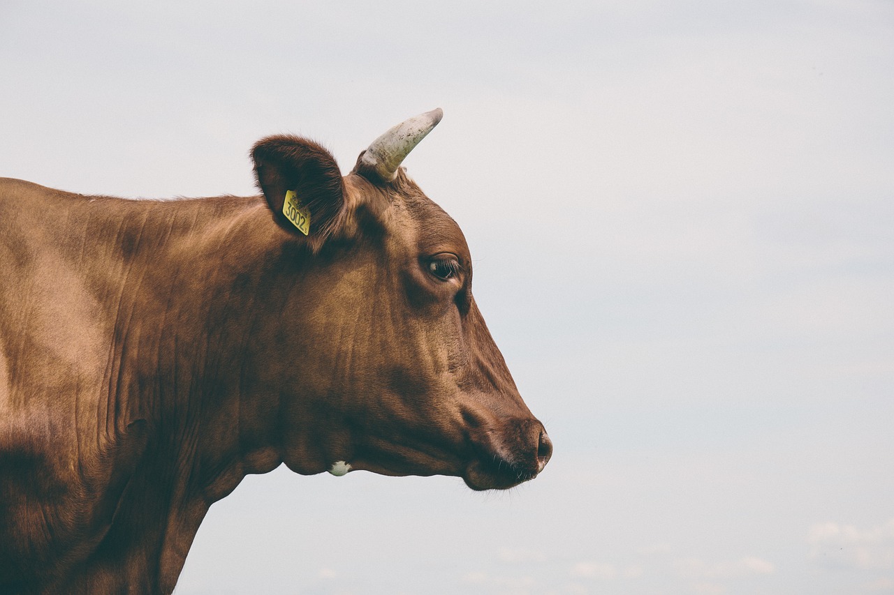 Para combater o aumento dos preços, agricultores vendem gado