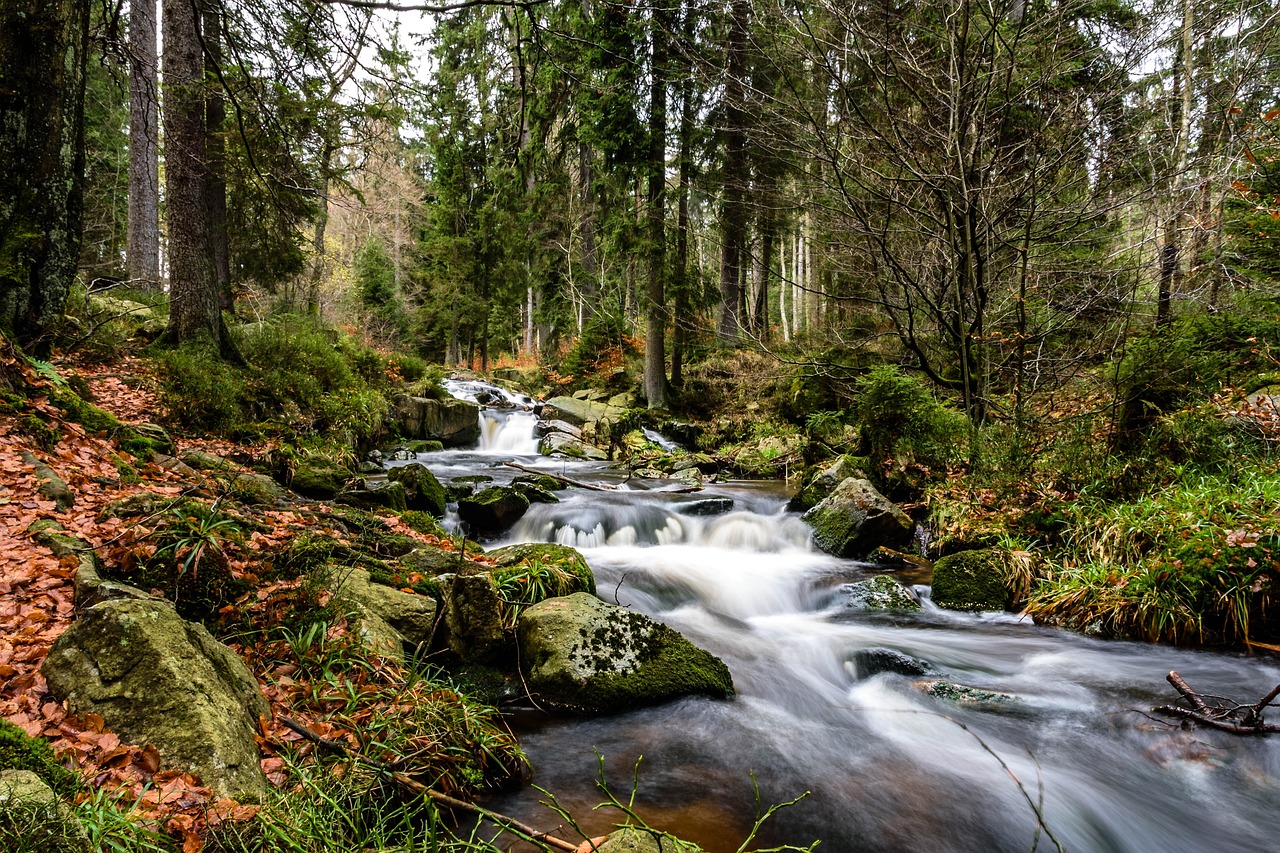 Clima: Besouros estão a devastar florestas nas montanhas Harz na Alemanha