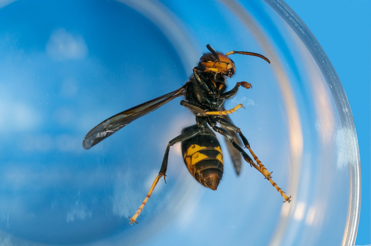 Acabar com vespa-asiática em Portugal “vai ser impossível”: foram destruídos 17 mil ninhos em 2022